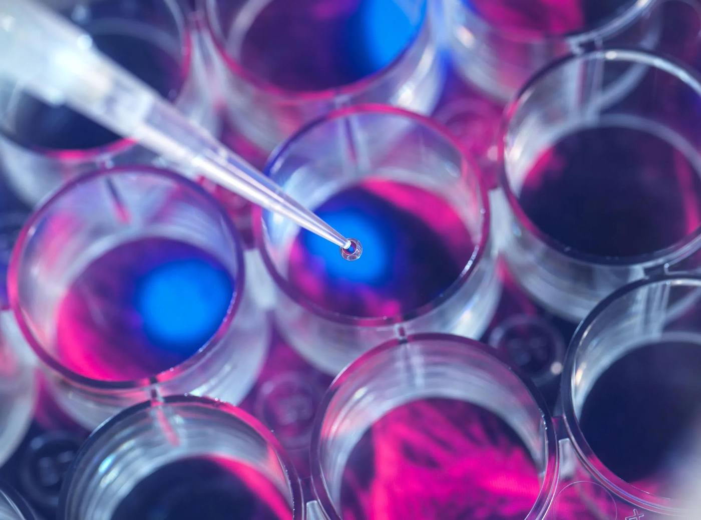 Pipette dispensing reagent into laboratory wells